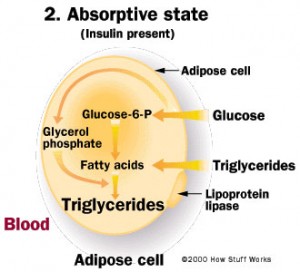 Triglycerides