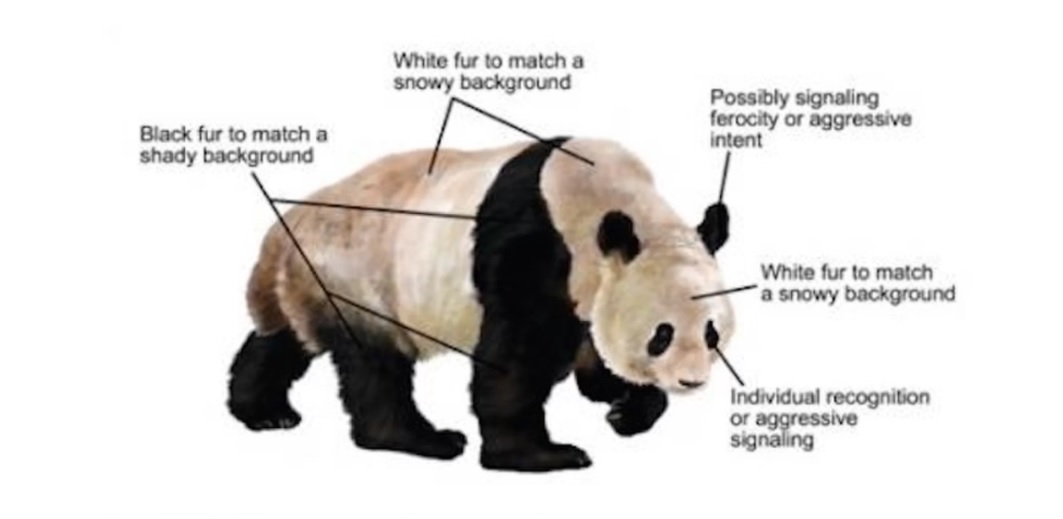 Panda Colorization