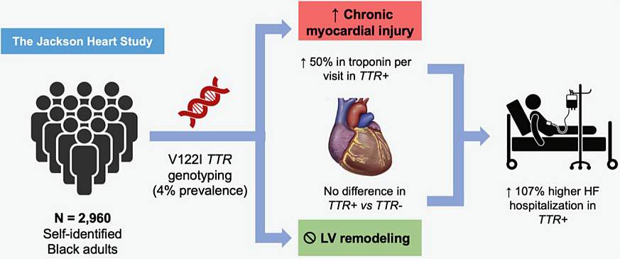 Blacks and genetic mutation and heart failure