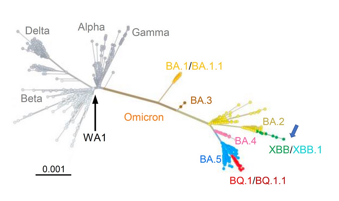 12/2022 Phylogenetic Tree