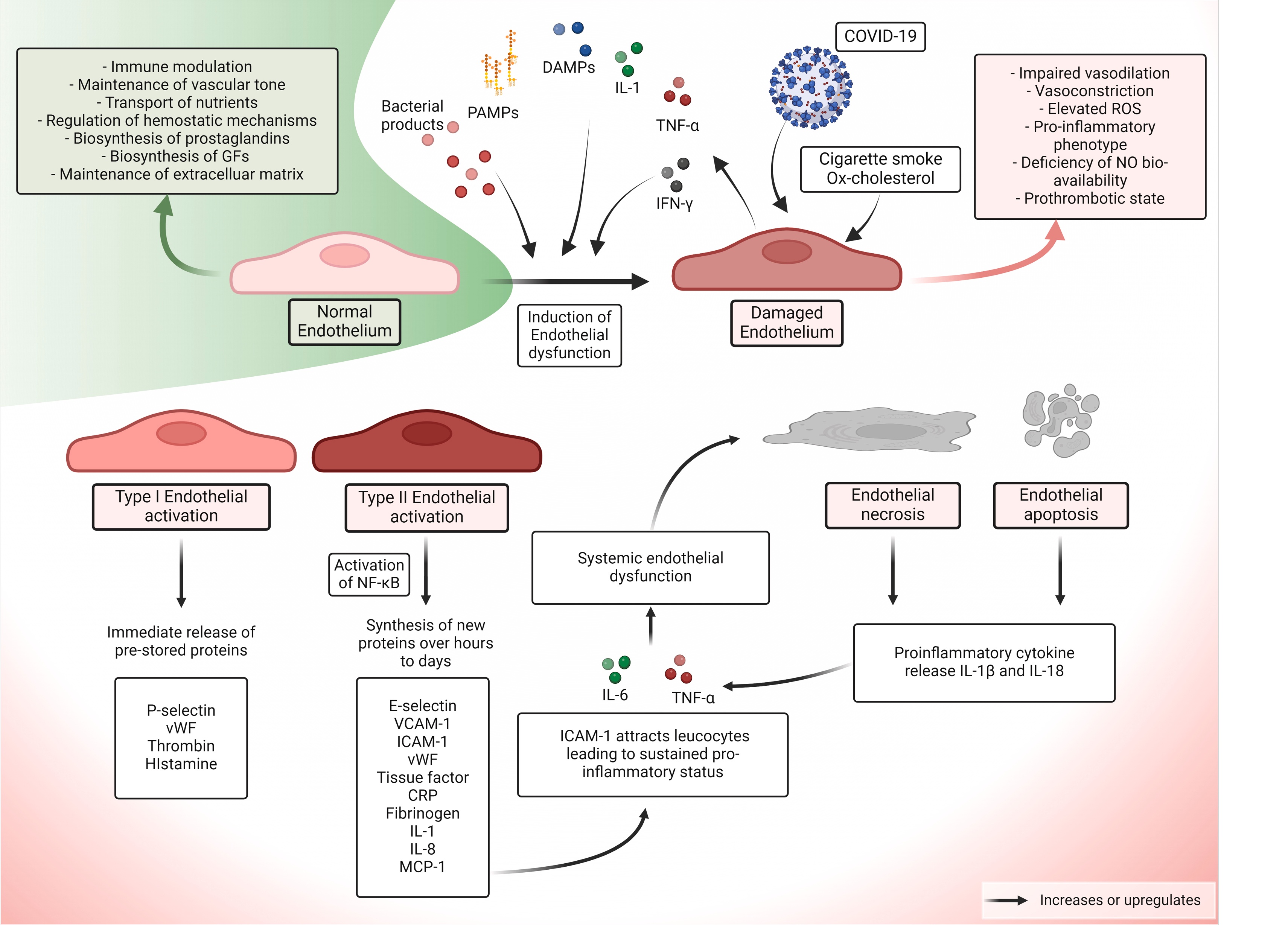 COVID-19 and endothelial dysfunction