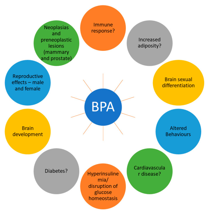 BPA - endocrine disruptor