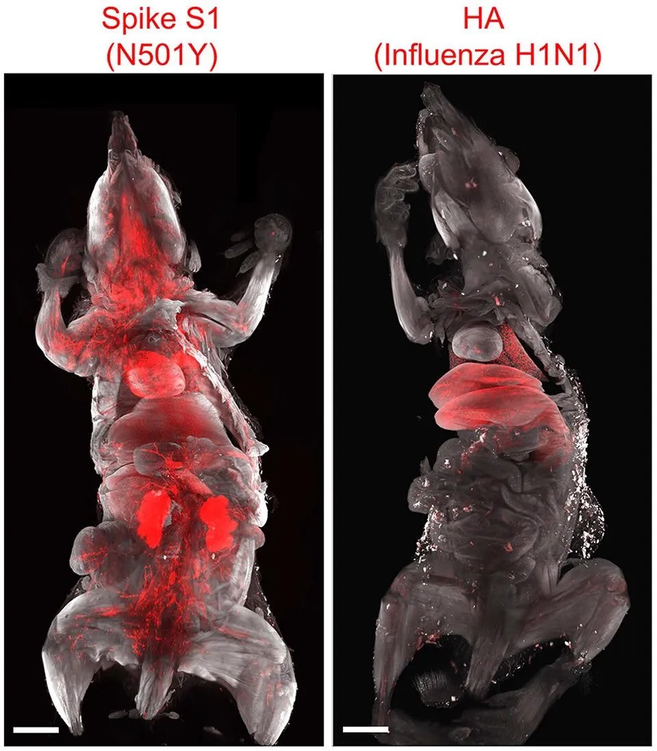 COVID vs H5N1 organ damage