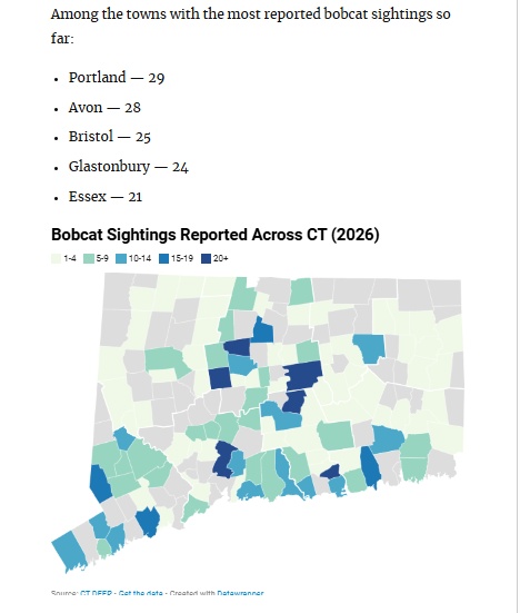 2026 Bobcat Sightings