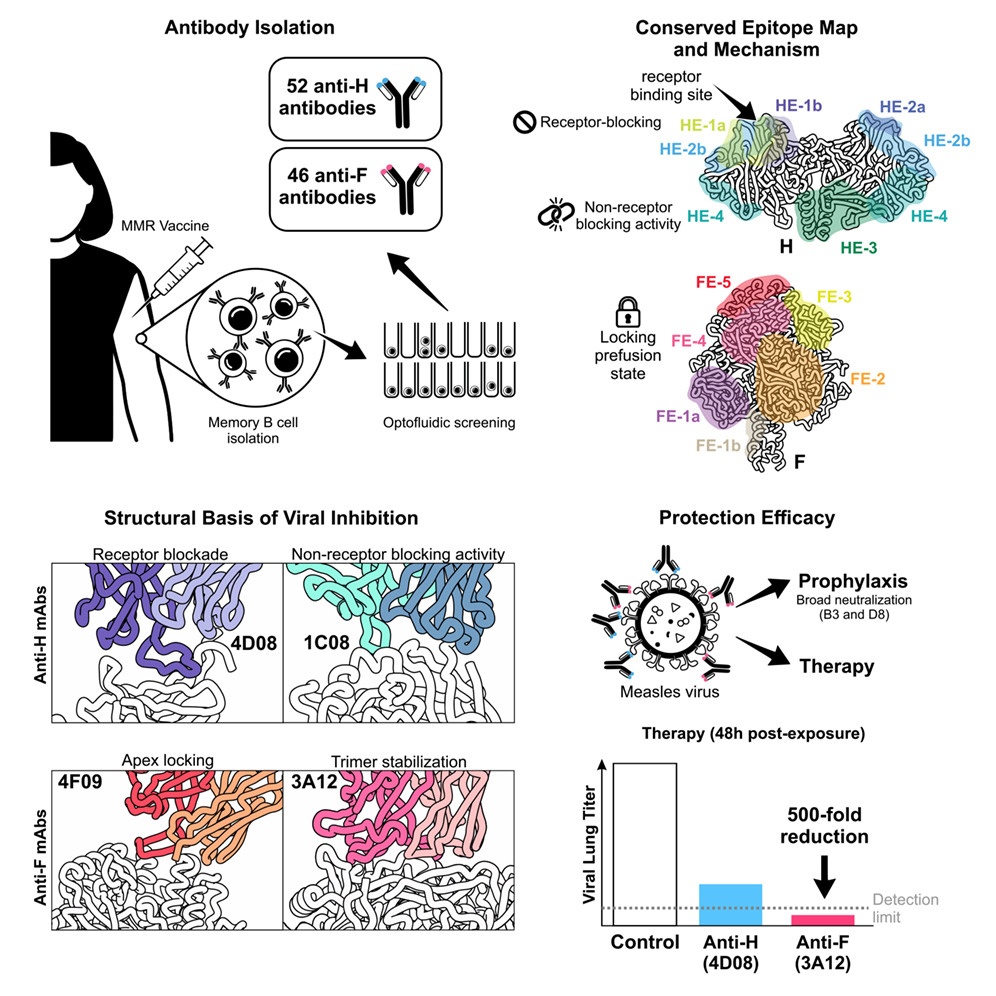 Measles Antibodies