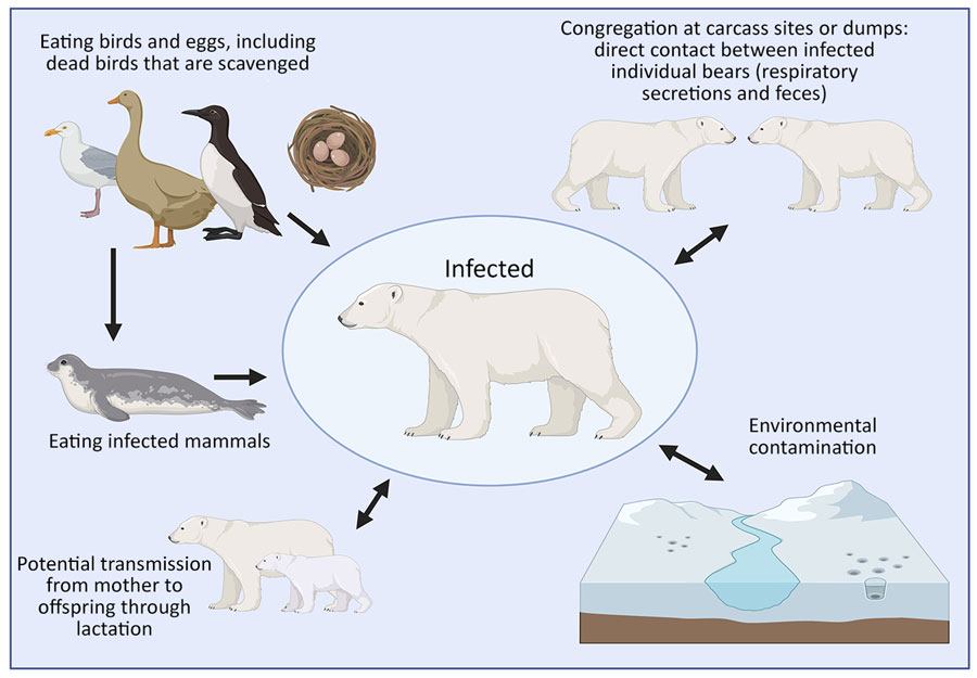 H5N1 Polar Bear Transmission
