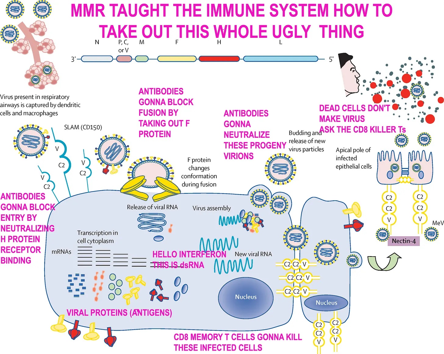 MMR works