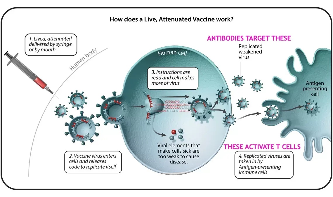 Pfizer  - Live Attenuated Vaccine