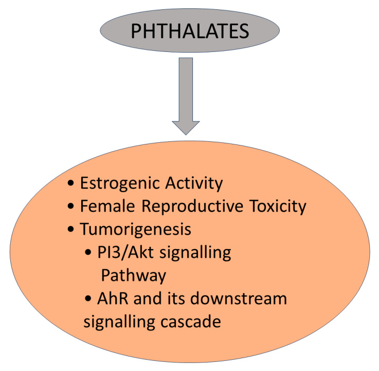 Phthalates sources