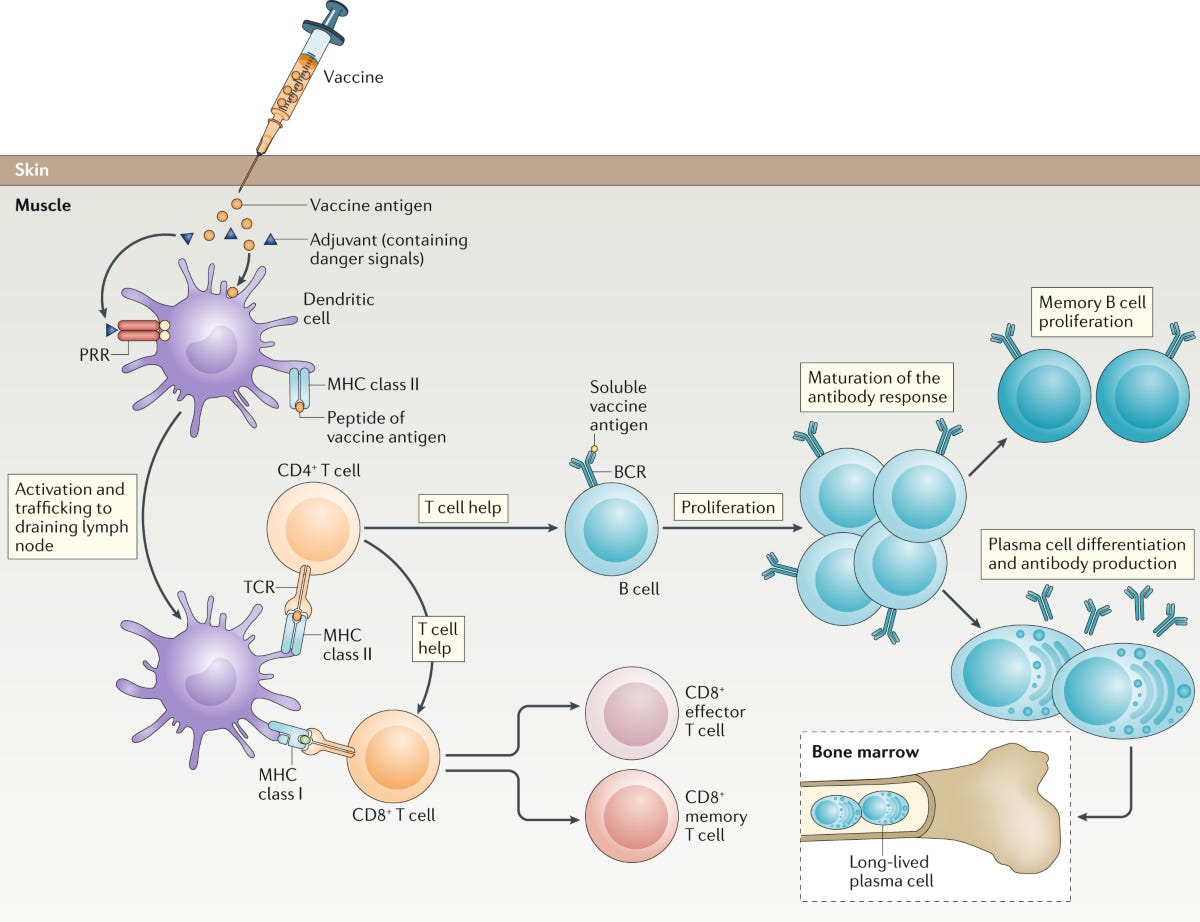How Vaccines work