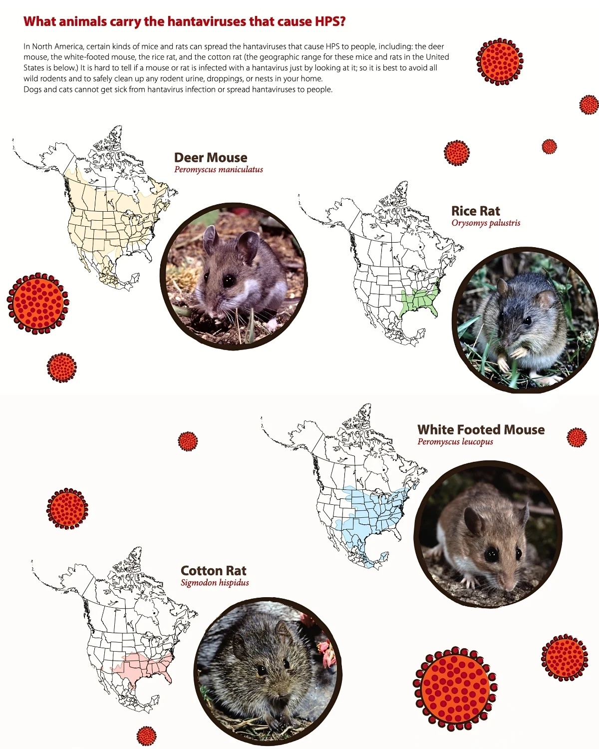 Animals that carry hanta virus