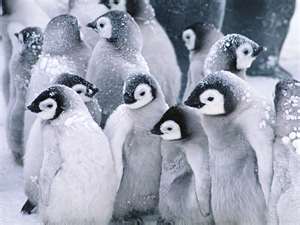 Cool penguins