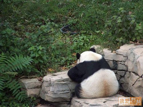 Writing panda